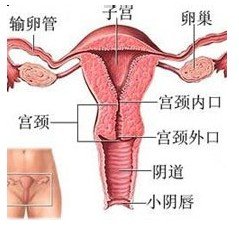 女性为什么会发生输卵管堵塞不孕